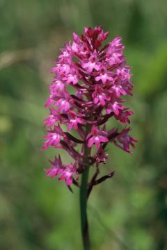 dia 126 SJ  32 piramidasti pilovec, Jenčič